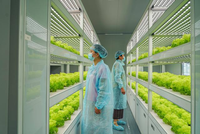 植物工廠建設(shè)要注意什么？植物工廠建設(shè)得注意哪些問(wèn)題？
